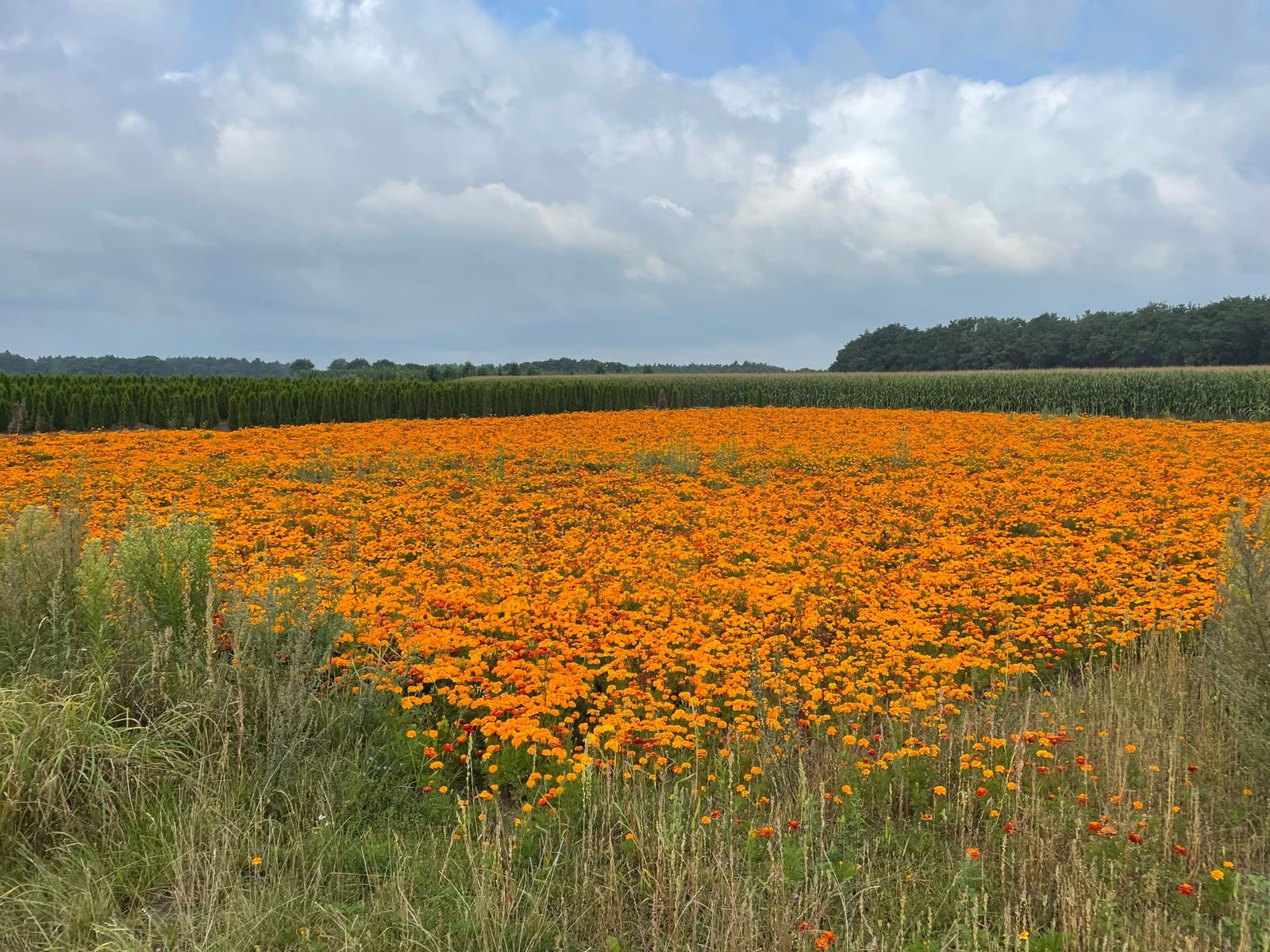 Veld vol oranje afrikaantjes